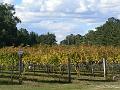 Shirza, Boireann vineyard P1070985